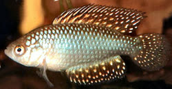 ADO -  Simpsonichthys adornatus