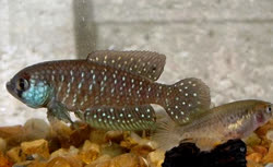 AFI -  Austrolebias affinis