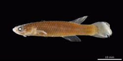 holotype -  