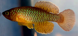 ALI -  Nothobranchius albimarginatus