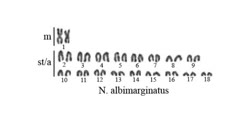 karyotype -  2n=36 