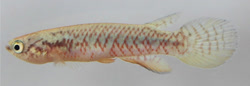 AMB -  Rivulus amanbaeensis