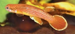 ANI -  Rivulus anitae