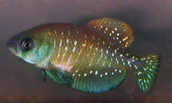 APA -  Austrolebias apaii