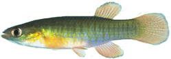 ARO -  Fundulus auroguttatus