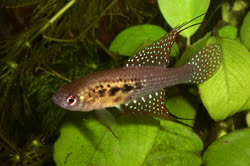 ARS -  Hypsolebias auratus