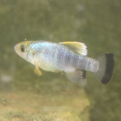 ATO -  Cyprinodon atrorus