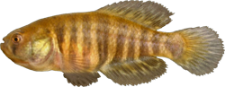AUC - Austrolebias araucarianus