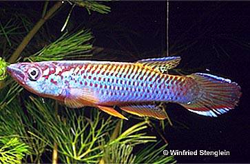 Epiplatys olbrechtsi azureus