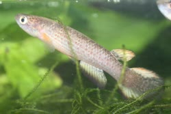 BAH -  Rivulus bahianus