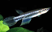 BAR -  Epiplatys barmoiensis