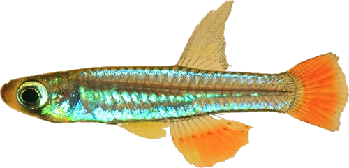 Congopanchax brichardi