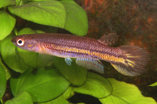 Rivulus (Cynodonichthys) birkhani