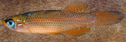 BLA -  Fundulus blairae