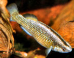 BLY -  Crenichthys baileyi