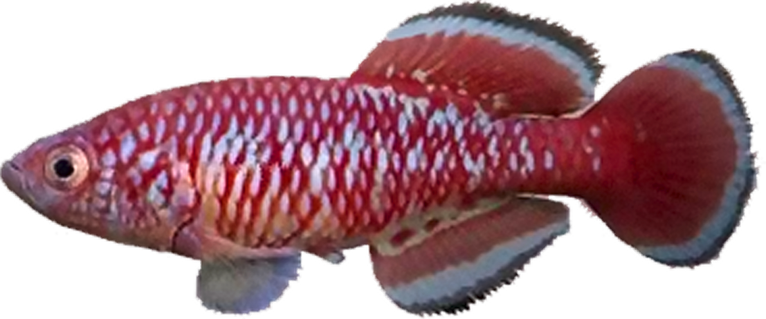 Nothobranchius bellemansi