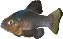 BOB -  Cyprinodon bobmilleri