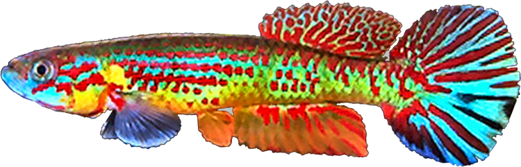 Aphyosemion herzogi bochtleri