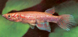 BOU -  Epiplatys boulengeri