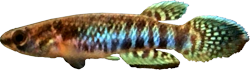 BRA -  Rivulus brasiliensis