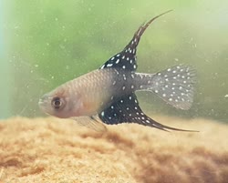 01-0-Copr_2020-Killifish_Singaporet.jpg