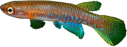 BVI -  Rivulus breviceps