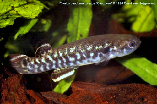 Rivulus caudomarginatus 'Casquero'