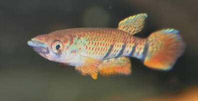 Epiplatys chaperi chaperi 'Angona'