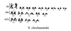 karyotype -  2n=36