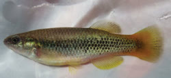 CLS -  Profundulus chimalapensis