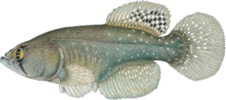 00-0-Copr_2025_Gabriel_Balorianit.png