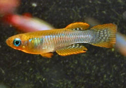 CMR -  Micropanchax camerunensis