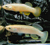 CNF -  Fundulus confluentus