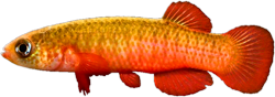 CNG -  Fundulus cingulatus