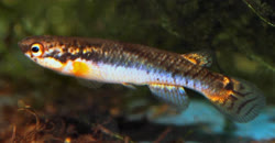 CRX -  Rivulus crixas