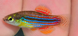 CUB -  Cubanichthys cubensis