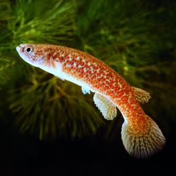 CUR -  Rivulus caurae