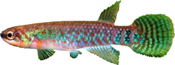 DIB -  Rivulus dibaphus