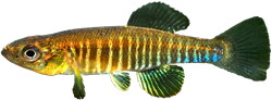 DPH -  Fundulus diaphanus