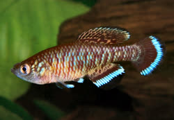 ELC -  Nothobranchius elucens