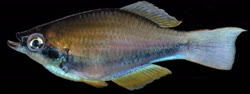 ELI -  Plataplochilus eliasi