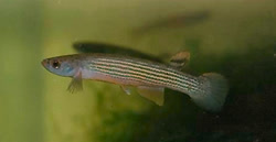 ELN -  Rivulus elongatus