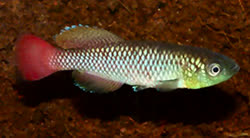 ELO -  Nothobranchius elongatus