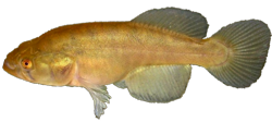 ELS -  Austrolebias elongatus