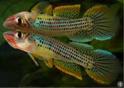 ESE -  Epiplatys esekanus