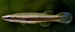 EUZ -  Fundulus euryzonus