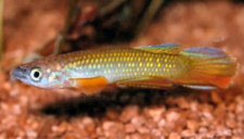 Epiplatys_fasciolatust.jpg