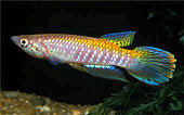 FAS -  Epiplatys fasciolatus fasciolatus