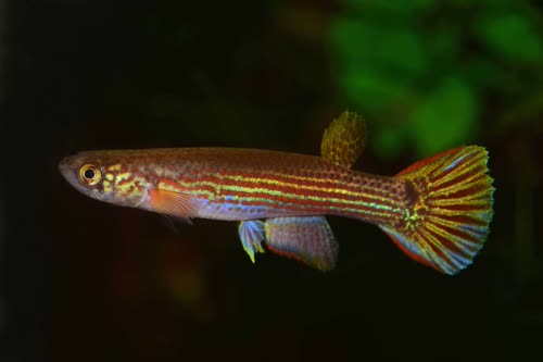 Rivulus flammaecauda