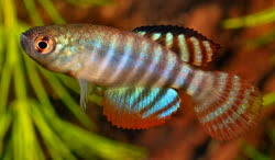 FCI -  Hypsolebias fasciatus